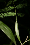 Acacia melanoxylon RCP12-07 049.jpg